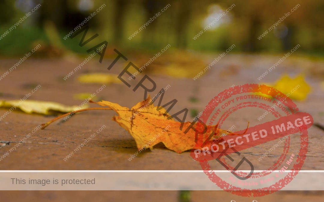 single autumn leaf