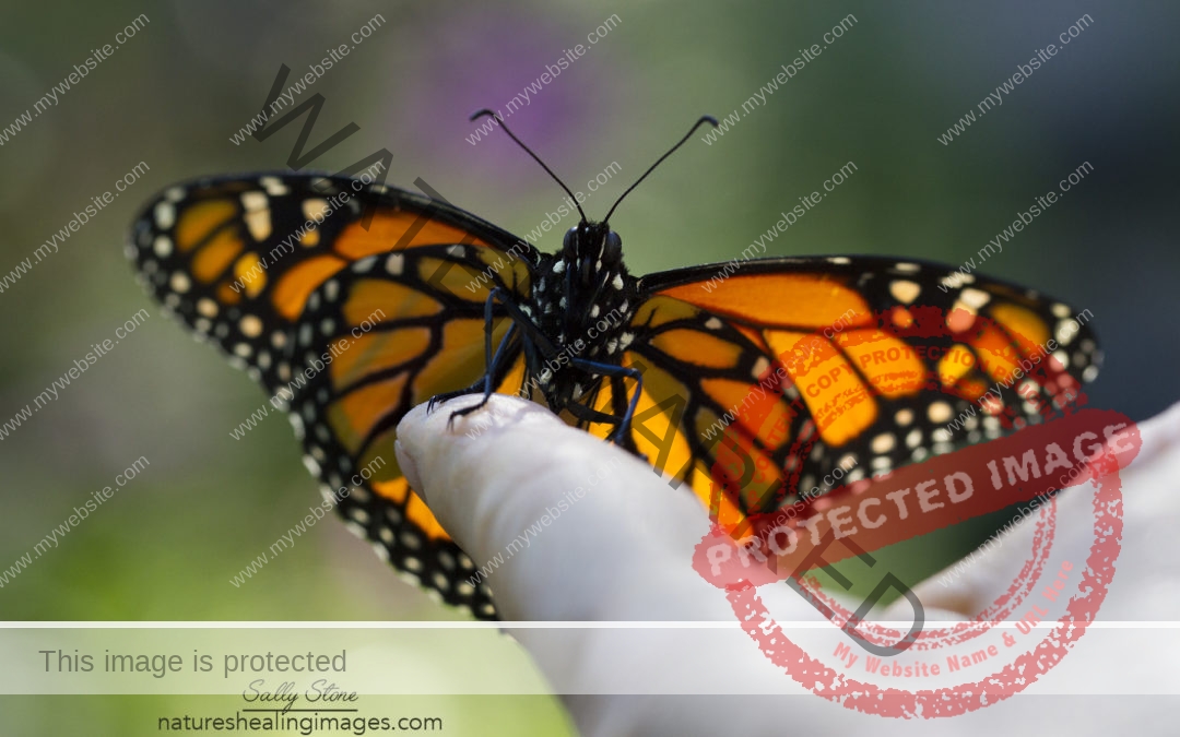 Monarch Butterfly on a Finger
