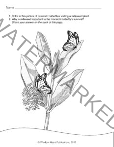 Monarchs on Milkweed Coloring Page, Differentiated ©WH 2017