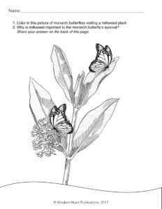 Monarchs on Milkweed Coloring Page, Differentiated ©WH 2017