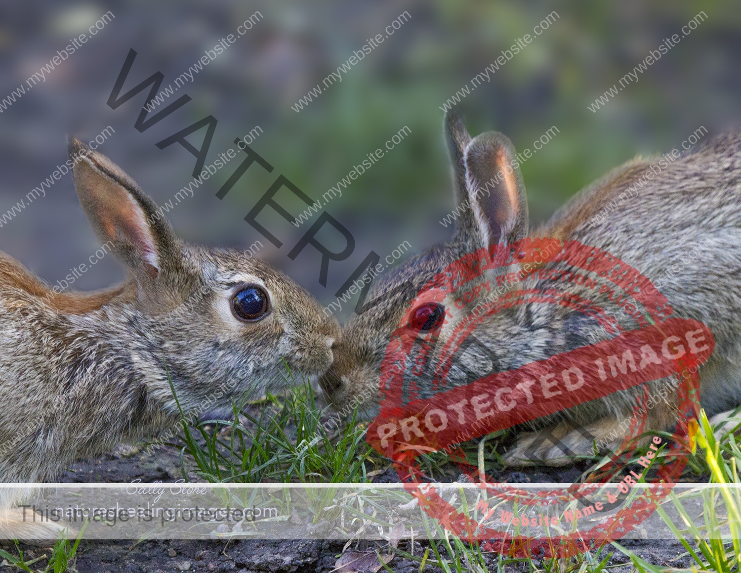 Kissing Bunnies, Chicago Botanic Garden