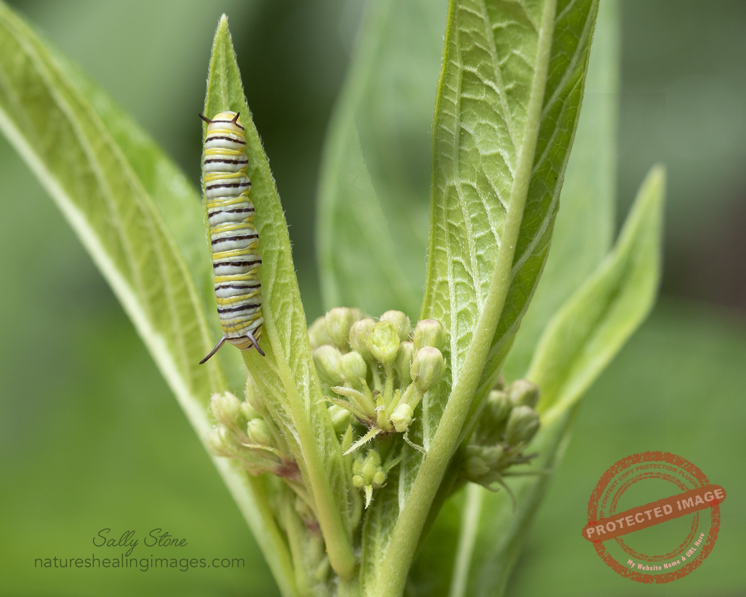 Second Instar 5U3A9869 copy WEB - Nature's Healing Images