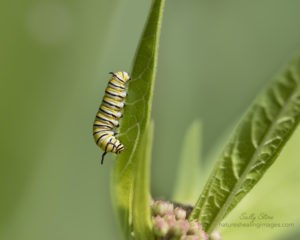 Monarch Butterfly Life Cycle, Second instar monarch caterpillar on a milkweed leaf, in the garden 5U3A0448