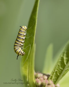 Monarch Butterfly Life Cycle, Second or Third Instar Monarch Caterpillar 5U3A0448