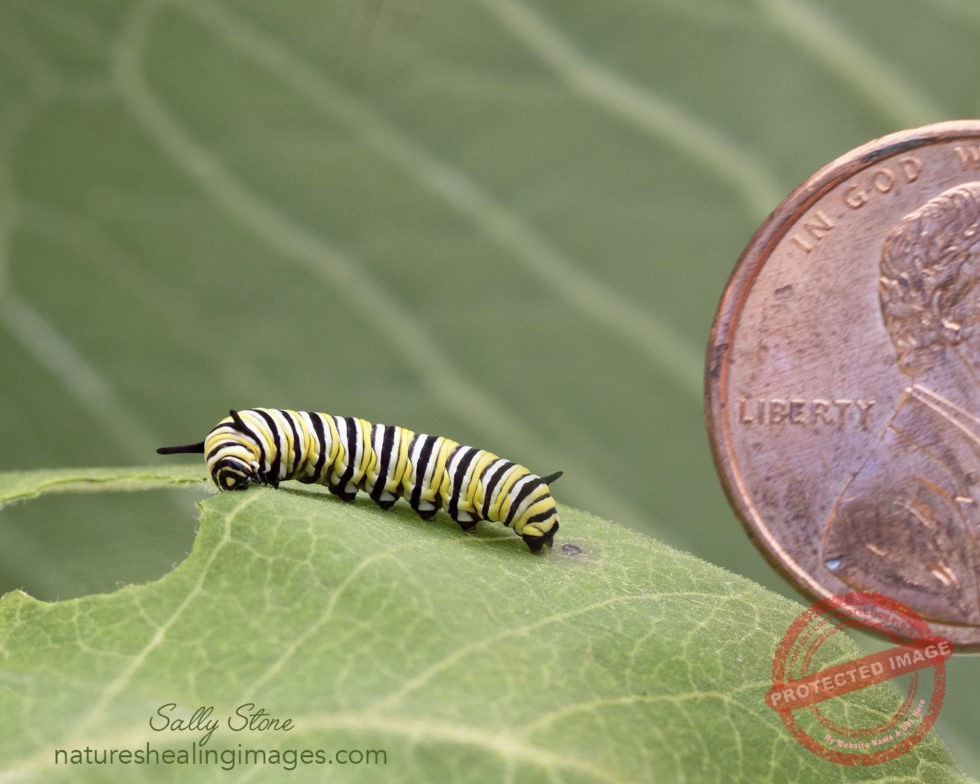 Monarch Butterfly Life Cycle - Nature's Healing Images