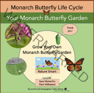 Grow your own Monarch Butterfly Garden