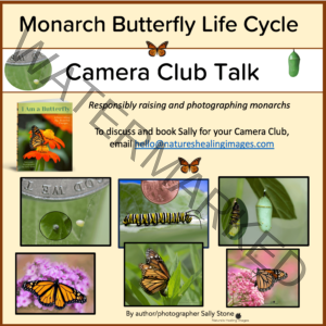 Camera Club Visit, monarch butterfly life cycle photography