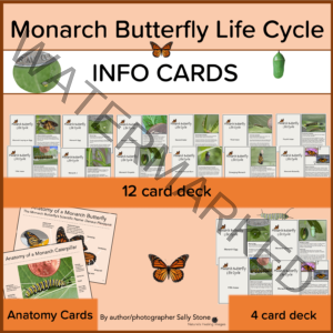 Monarch Butterfly Life Cycle INFO Cards