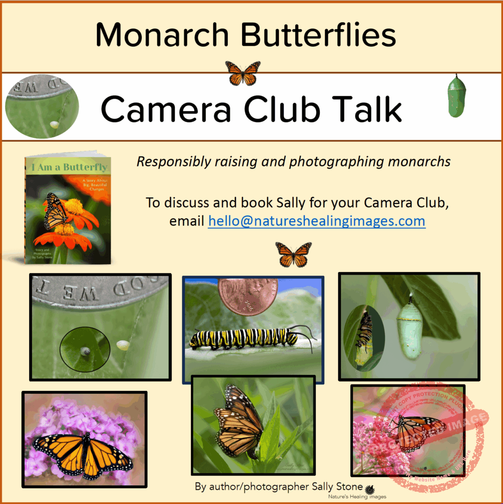 CAMERA CLUB Talks, Monarch Butterfly LifeCycle and Butterfly Photography CAMERA CLUB Talks, Monarch Butterfly LifeCycle and Butterfly Photography